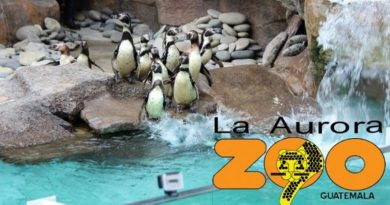 pinguinos del zoológico la aurora en Guatemala, es una balla publicitaria