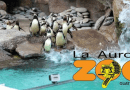 Pinguinos en el Zoo la aurora