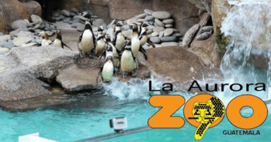 Pinguinos en el Zoo la aurora