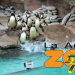 Pinguinos en el Zoo la aurora